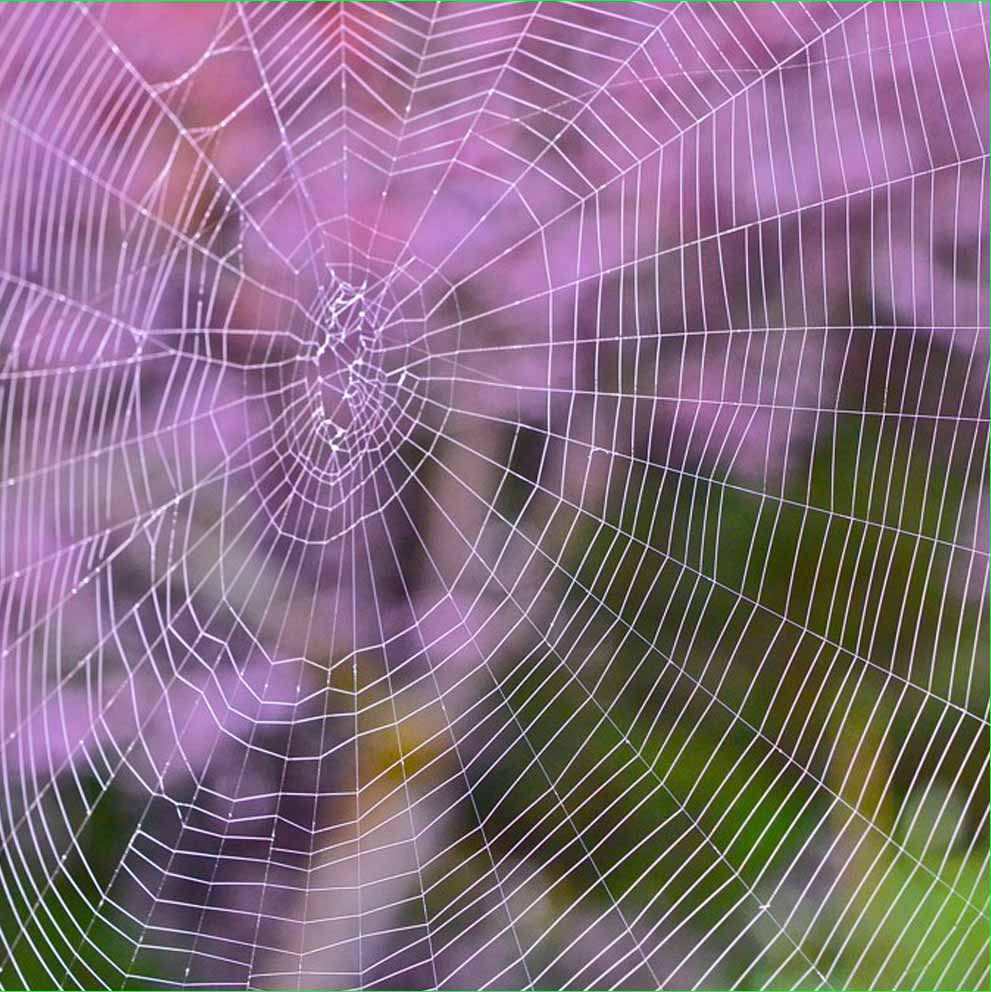 web